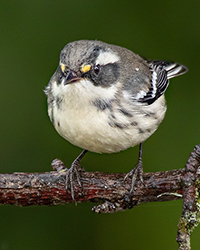 Black-throated Grey Warbler