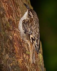 Brown Creeper