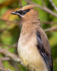 Evening Grosbeak
