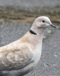 Eurasian Collared-Dove 