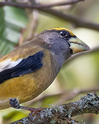 Evening Grosbeak