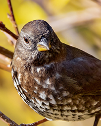 Varied Thrush