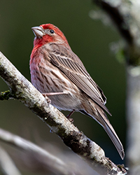 House Finch