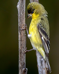 Lesser Goldfinch