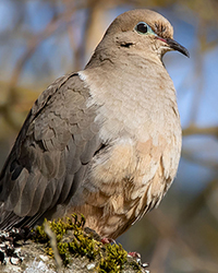 Mourning Dove