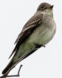 Olive-sided Flycatcher