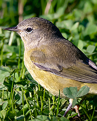 Orange-crowned Warbler