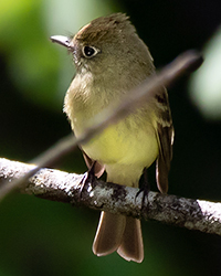 Pacific-slope Flycatcher