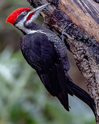 Pileated Woodpecker