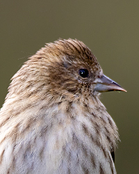 Pine Siskin