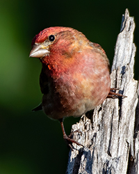 Purple Finch