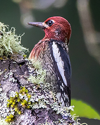 Red-breasted Spasucker