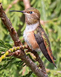 Rufous Hummingbird