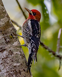 Red-breasted Spasucker