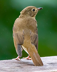Swainson's Thrush