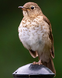 Swainson's Thrush