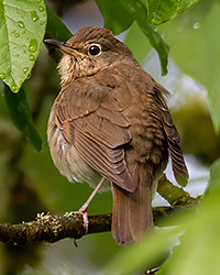 Swainson's Thrush