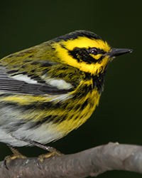 Townsend's Warbler