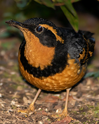 Varied Thrush