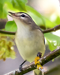 Warbling Vireo