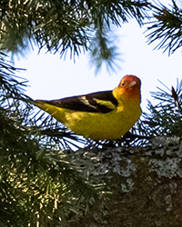 Western Tanager