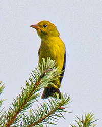 Pacific-slope Flycatcher