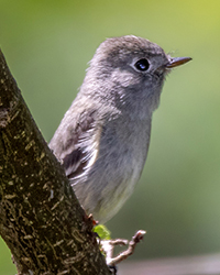 Western Wood Pewee