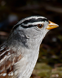 White-crowned Sparrow