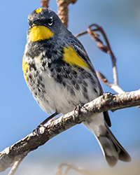 Yellow-rumped Warbler