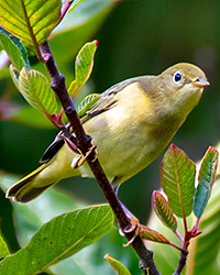 Pacific-slope Flycatcher