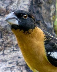 Black-headed Grosbeak