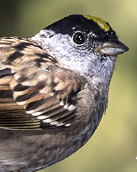 Golden-crowned Sparrow