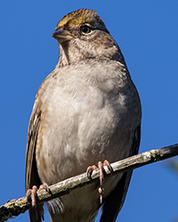 Golden-crowned Sparrow