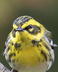 Warbling Vireo
