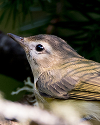 Warbling Vireo