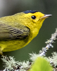 Wilson's Warbler