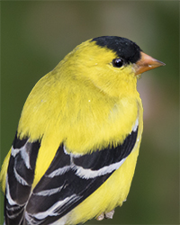 American Goldfinch