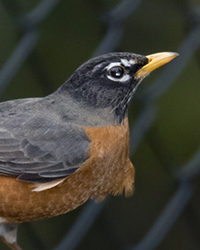 American Robin