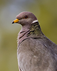 Band-tailed Pigeon