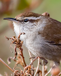 Bewick's Wren