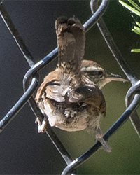 Bewick's Wren