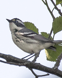 Black-throated Gray Warbler