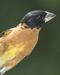Black-headed Grosbeak