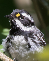 Warbling Vireo