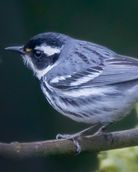 Black-throated Gray Warbler