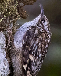 Brown Creeper