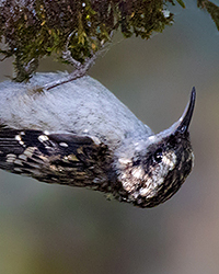 Brown Creeper