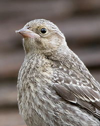 Warbling Vireo
