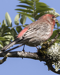 Cassin's Finch