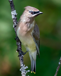 Cedar Waxwing
